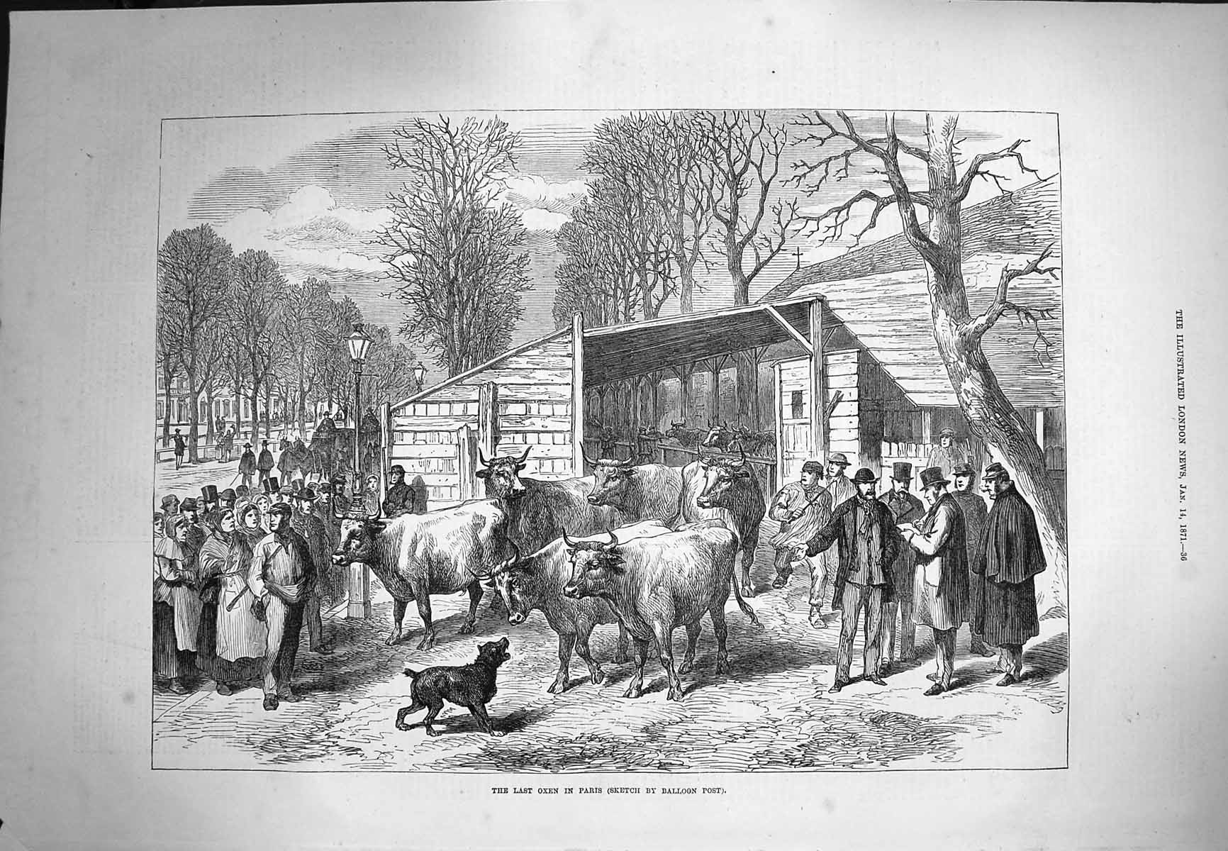 Original Old Antique Print 1871 Last Oxen Paris France Animals 19th