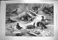 Original Old Antique Print 1871 January Scene Birds Ducks River Snow Fine Art