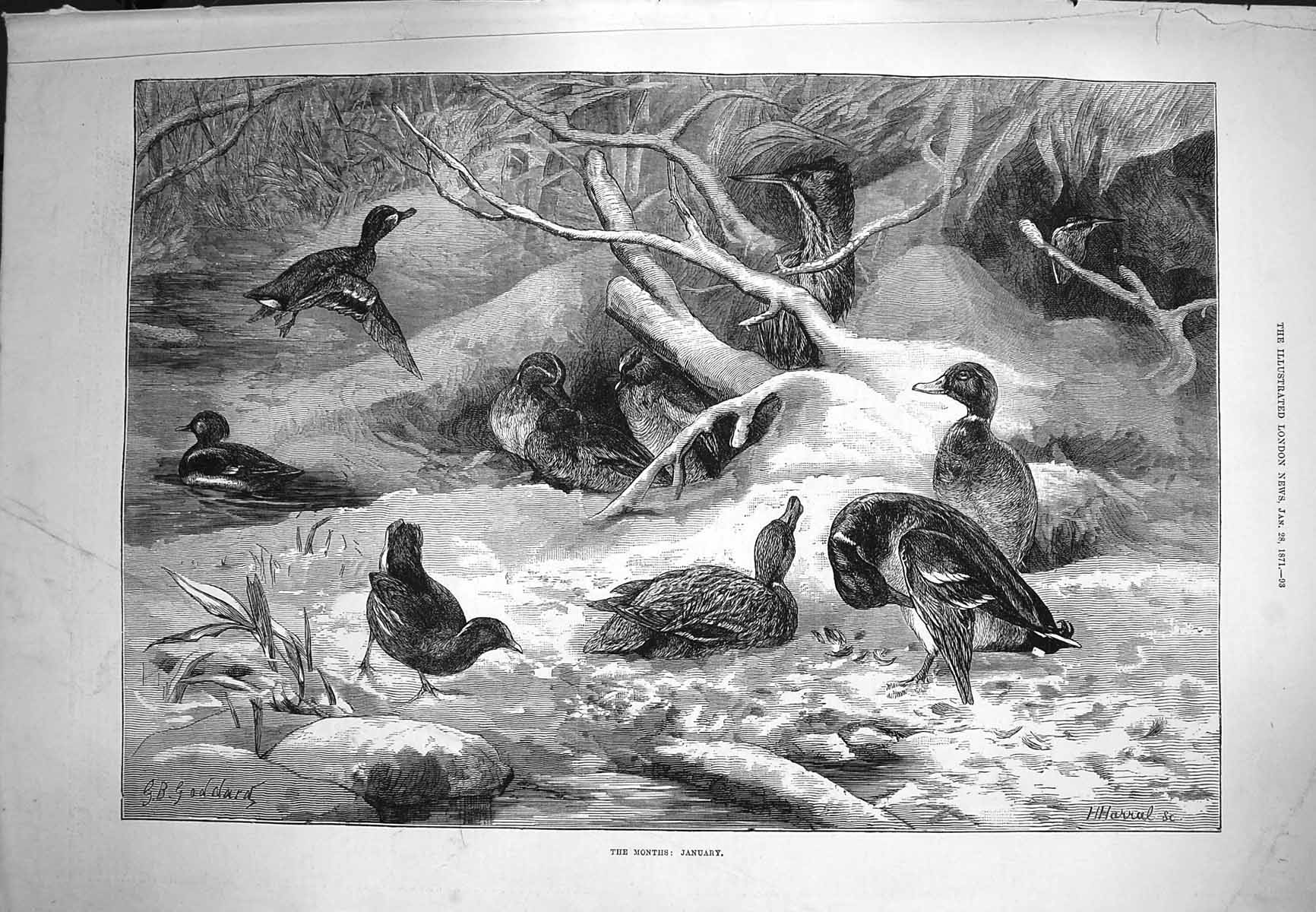 Original Old Antique Print 1871 January Scene Birds Ducks River Snow Fine Art