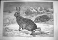 Original Old Antique Print 1871 February Scene Hares Animals 19th