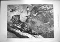 Old Antique Print 1871 April Nature Wild Cat Birds Trees Goddard Fine Art 19th