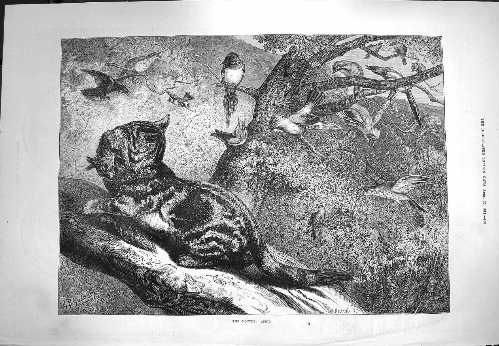 Old Antique Print 1871 April Nature Wild Cat Birds Trees Goddard Fine Art 19th