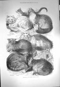 Original Old Antique Print 1871 Prize Cats Crystal Palace C 19th