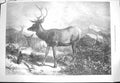 Old Antique Print 1871 August Season Stags Grouse Birds Hunting Fine Art 19th