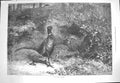Original Old Antique Print 1871 Goddard Fine Art Pheasant Birds Octobe Victorian