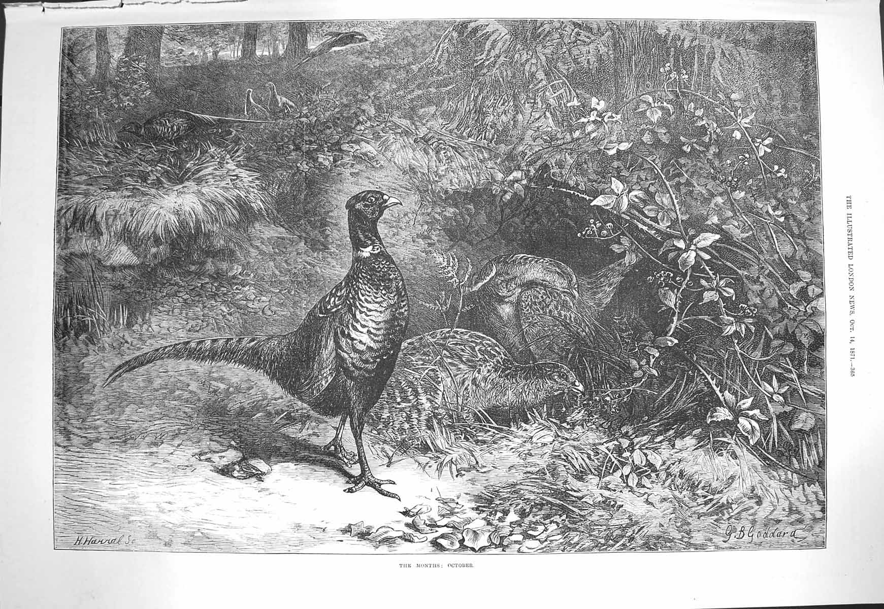 Original Old Antique Print 1871 Goddard Fine Art Pheasant Birds Octobe Victorian