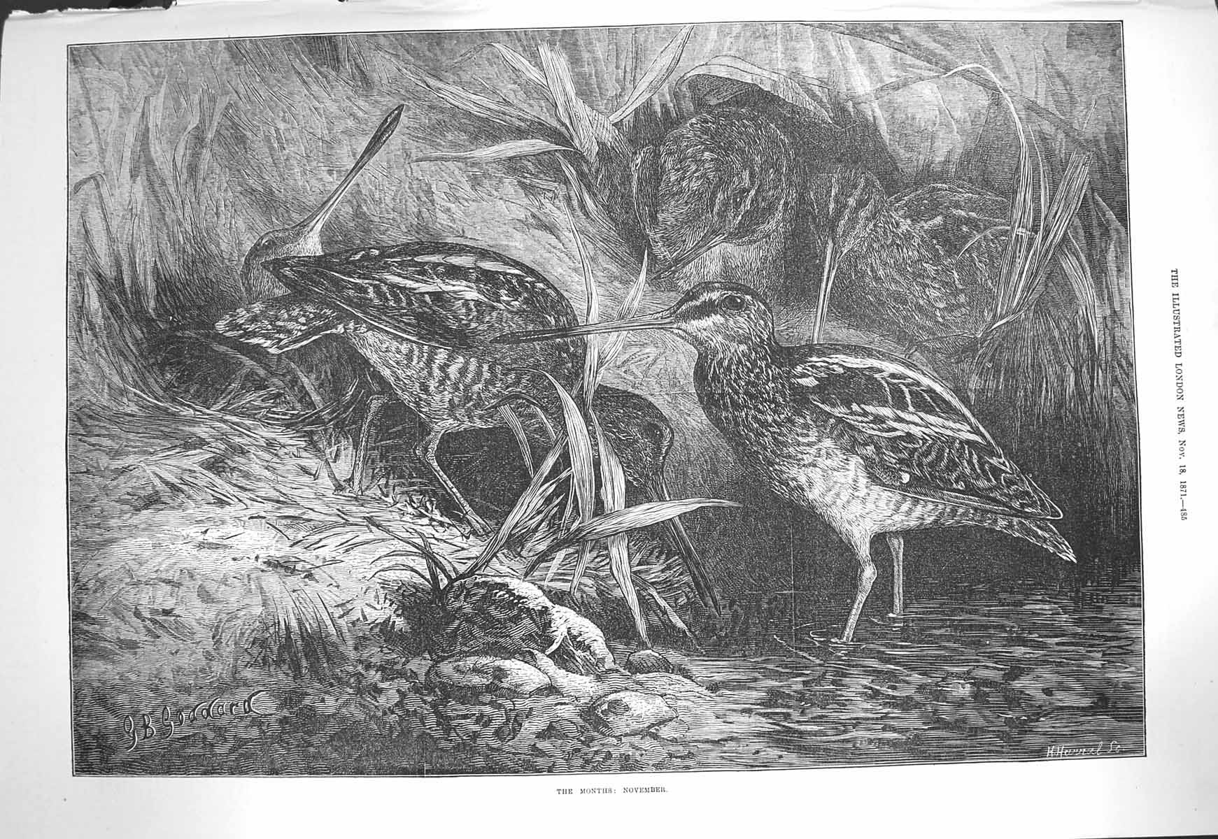 Original Old Antique Print 1871 Goddard Fine Art Birds River Grass Victorian