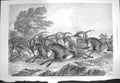 Old Antique Print 1871 Hunting Sable Antelope South Africa Sport Animals 19th