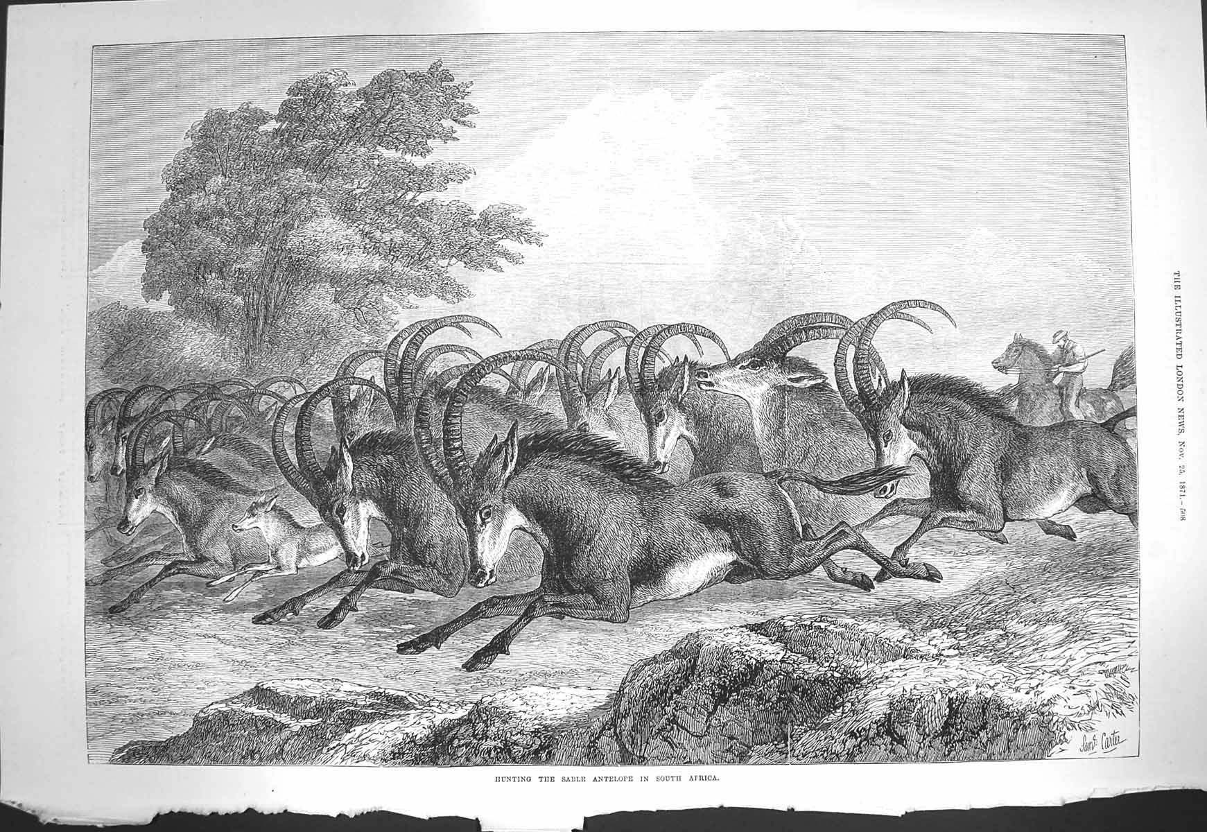 Old Antique Print 1871 Hunting Sable Antelope South Africa Sport Animals 19th