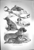 Original Old Antique Print 1871 Prize Poultry Dogs Birmingham Show Animals 19th