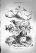 Old Antique Print Ref.95 1871 Prize Poultry Dogs Birmingham Show Animals