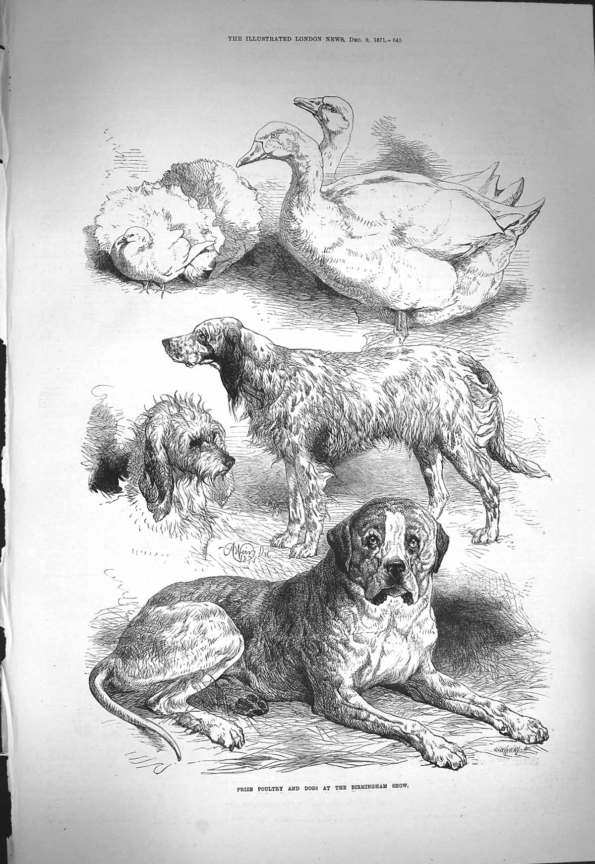 Old Antique Print Ref.95 1871 Prize Poultry Dogs Birmingham Show Animals