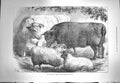 Antique Old Print *3654 1871 Prize Cattle Sheep Smithfield Club Show Animals