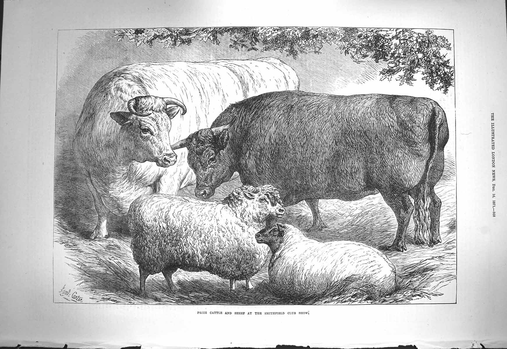 Antique Old Print *3654 1871 Prize Cattle Sheep Smithfield Club Show Animals