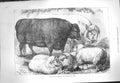 Antique Old Print Ref.96 1871 Prize Cattle Sheep Smithfield Club Show Animals