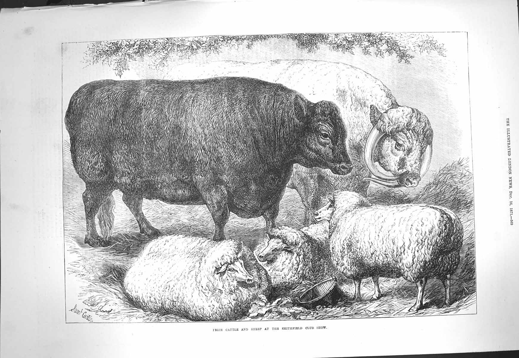 Antique Old Print Ref.96 1871 Prize Cattle Sheep Smithfield Club Show Animals