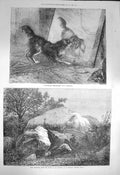 Old Antique Print 1872 Rock Inscribed Edicts Emperor Kathiawad India Dog 19th
