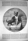 Original Old Antique Print 1872 Bottomley Puppy Dogs Animals 19th