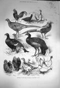 Original Old Antique Print 1872 Exhibition Game Birds Bantams Crystal Palace