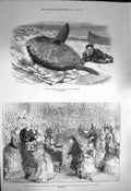 Old Antique Print 1872 Sun-Fish Catalan Gibraltar Princess Louise Rspca 19th