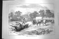 Original Old Antique Print 1872 Scene Africa Bringing Home Eland Animals 19th