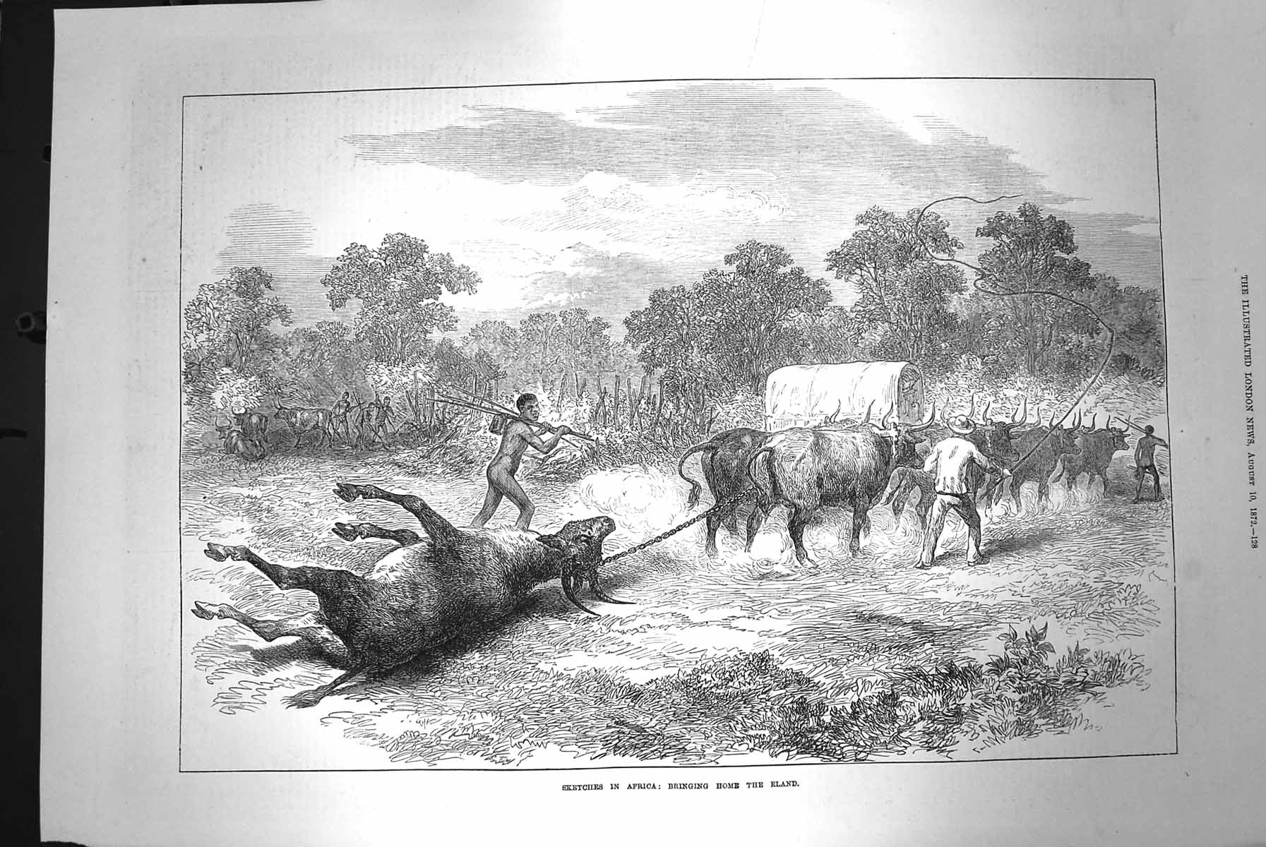 Original Old Antique Print 1872 Scene Africa Bringing Home Eland Animals 19th