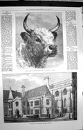 Original Old Antique Print 1872 Chillingham Bull Prince Wales Library Guildhall