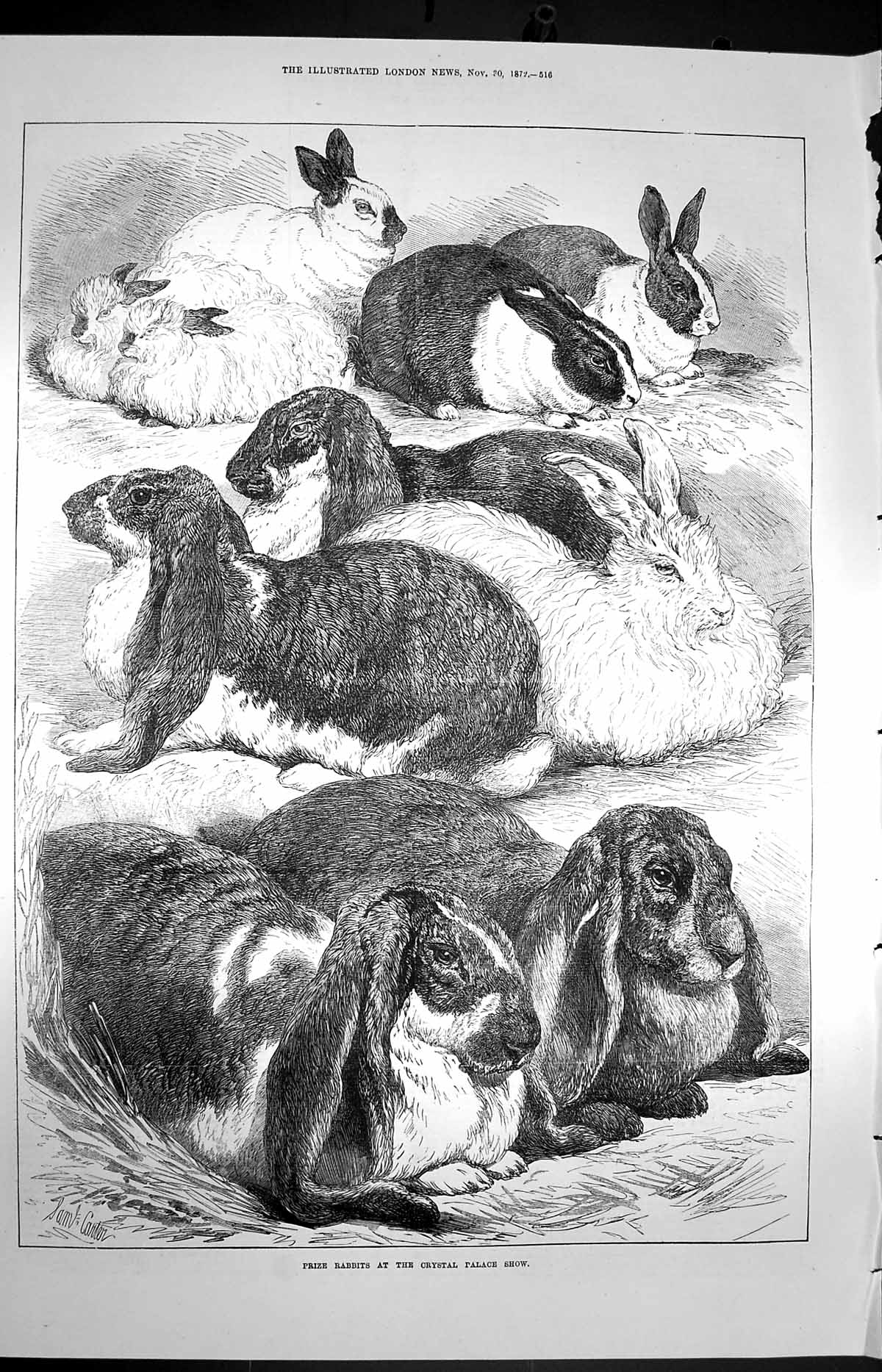 Original Old Antique Print 1872 Prize Rabbits Crystal Palace Show Victorian