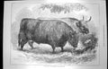 Original Old Antique Print 1872 Prize Oxen Smithfield Club Cattle Show Animals