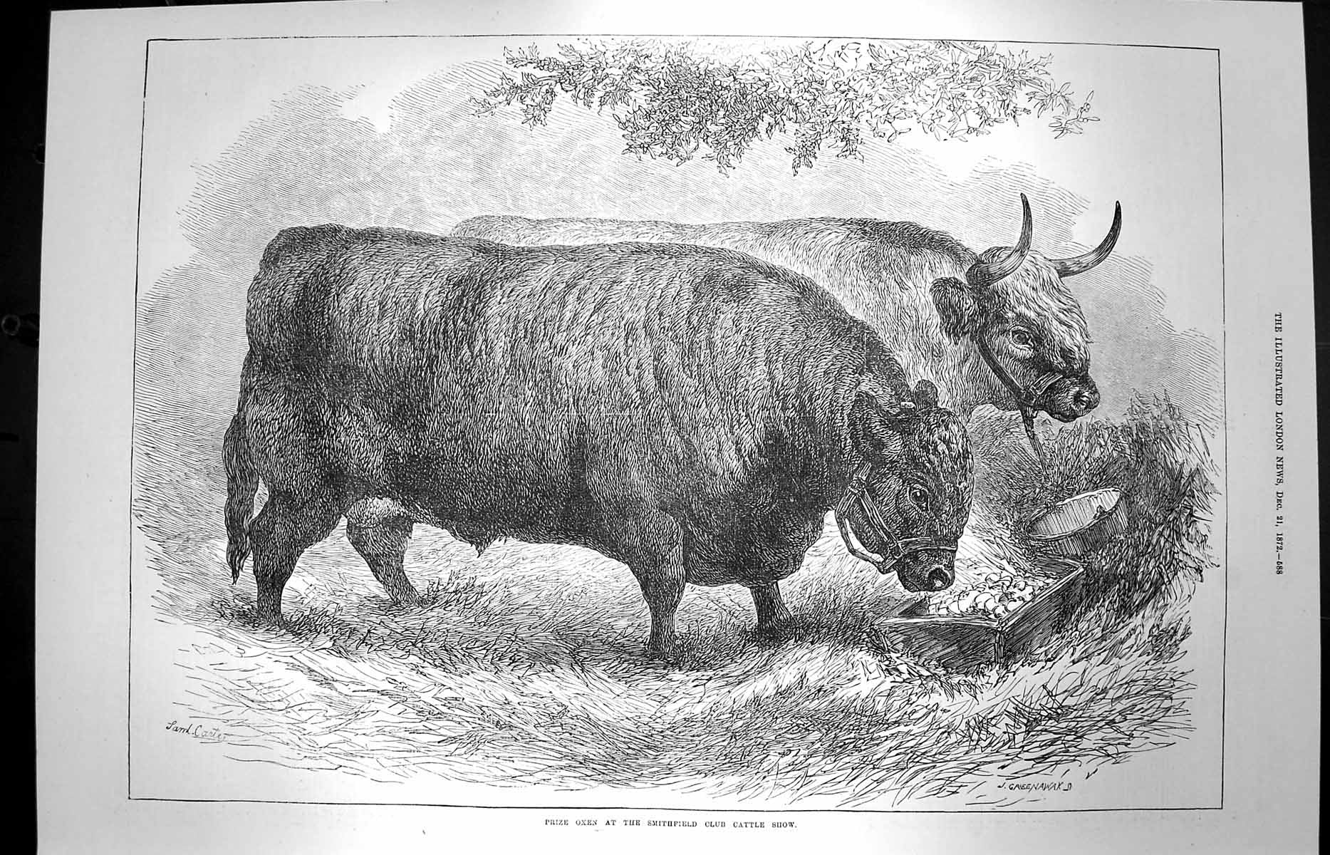 Original Old Antique Print 1872 Prize Oxen Smithfield Club Cattle Show Animals