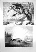 Old Antique Print 1873 Darter Stilt Plover Grotto Geyser Montana America 19th