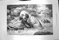 Original Old Antique Print 1873 Otter Hounds Dogs Hunting River Scene Bradley
