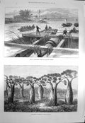 Original Old Antique Print 1873 Transporting Large Guns Bottle Trees Australia