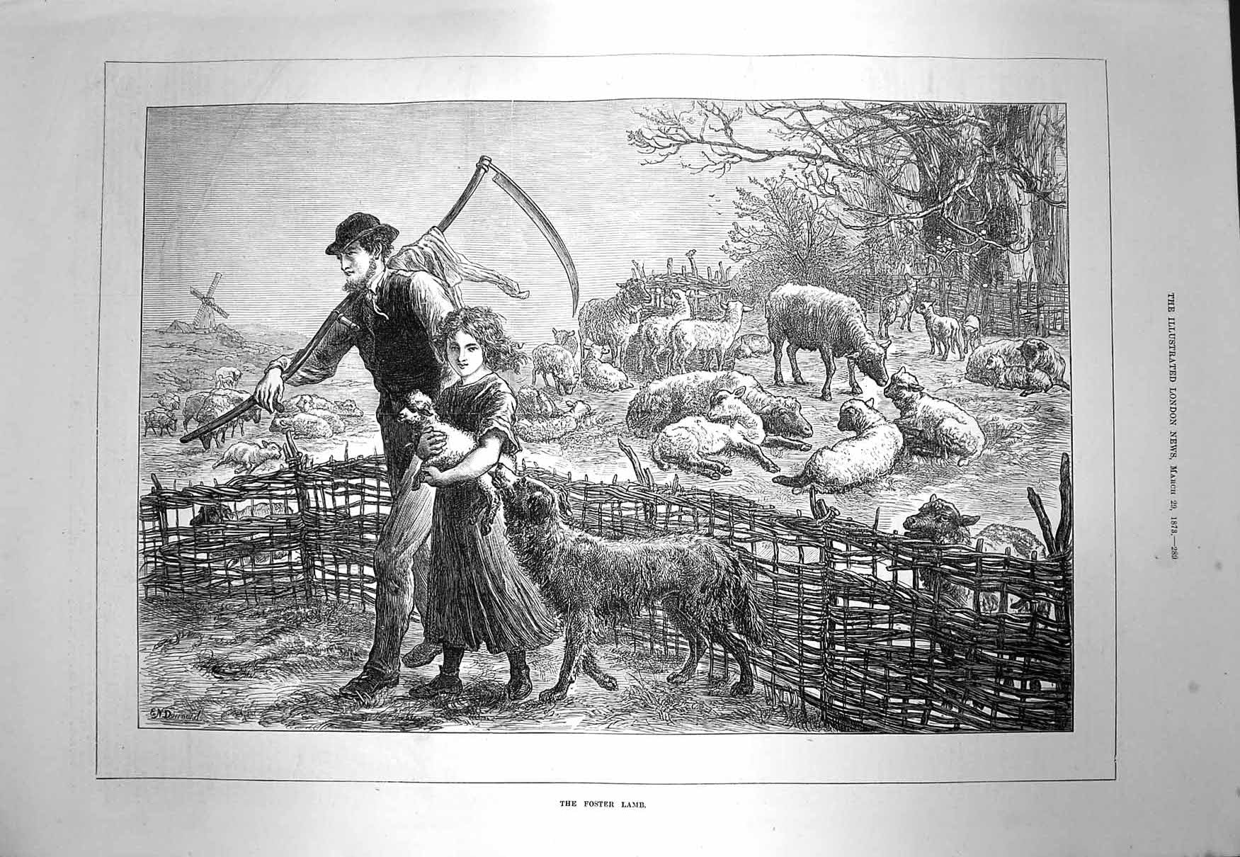 Original Old Antique Print 1873 Foster Lamb Sheep Farmer Animals Litt Victorian