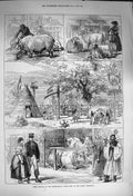 Original Old Antique Print 1873 Prize Animals Cattle Show Vienna Exhibition