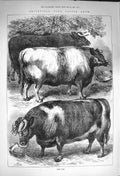 Old Antique Print 1873 Smithfield Club Cattle Show Oxen Prize Sheep Pigs 19th