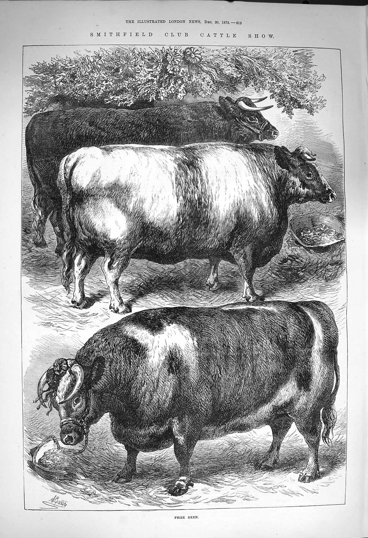 Old Antique Print 1873 Smithfield Club Cattle Show Oxen Prize Sheep Pigs 19th