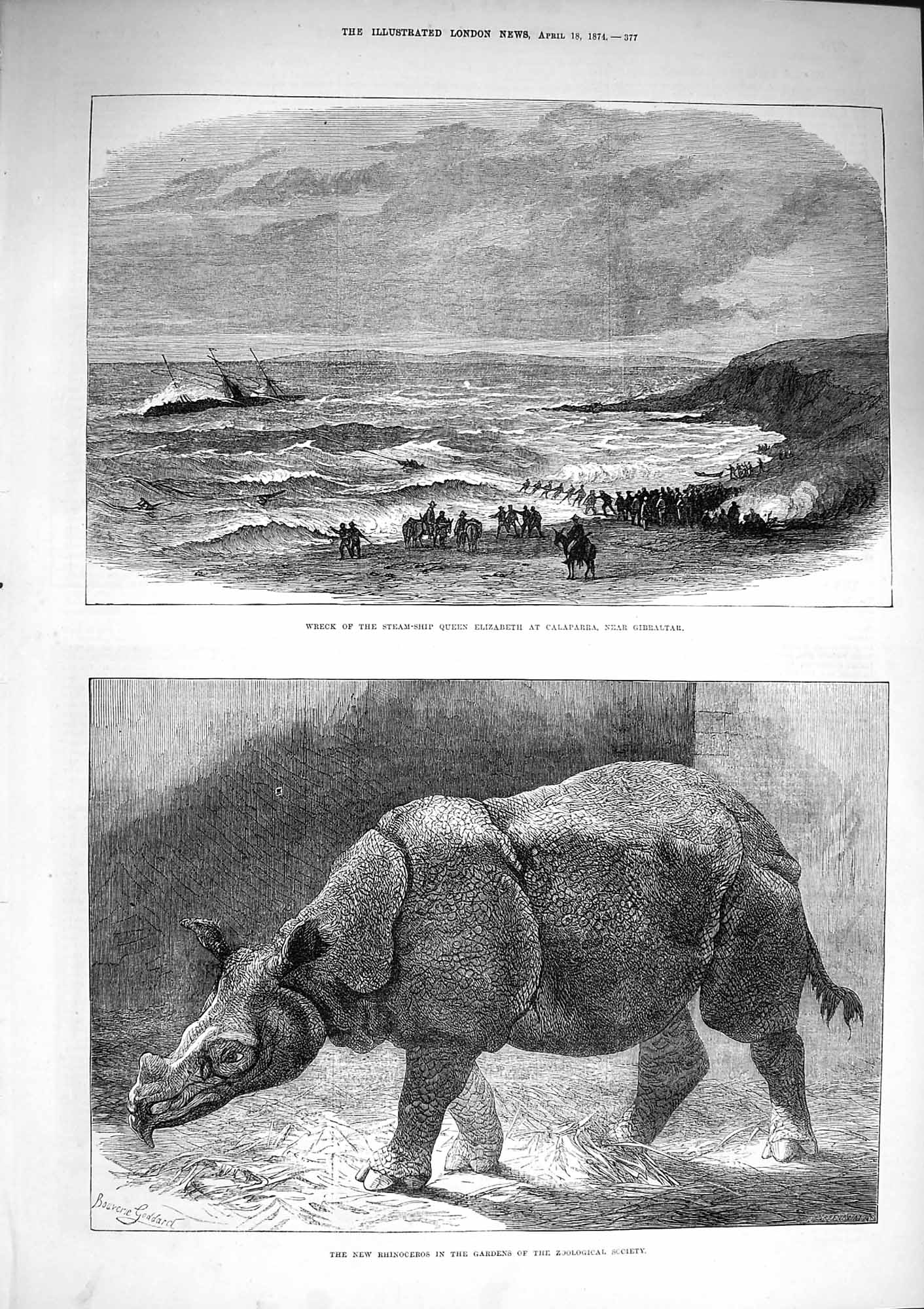 Old Antique Print 1874 Ship Wreck Queen Elizabeth Calaparra Rhinocerous 19th