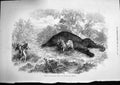 Original Old Antique Print 1874 South Africa Travel Lion Dead Elephant Animals