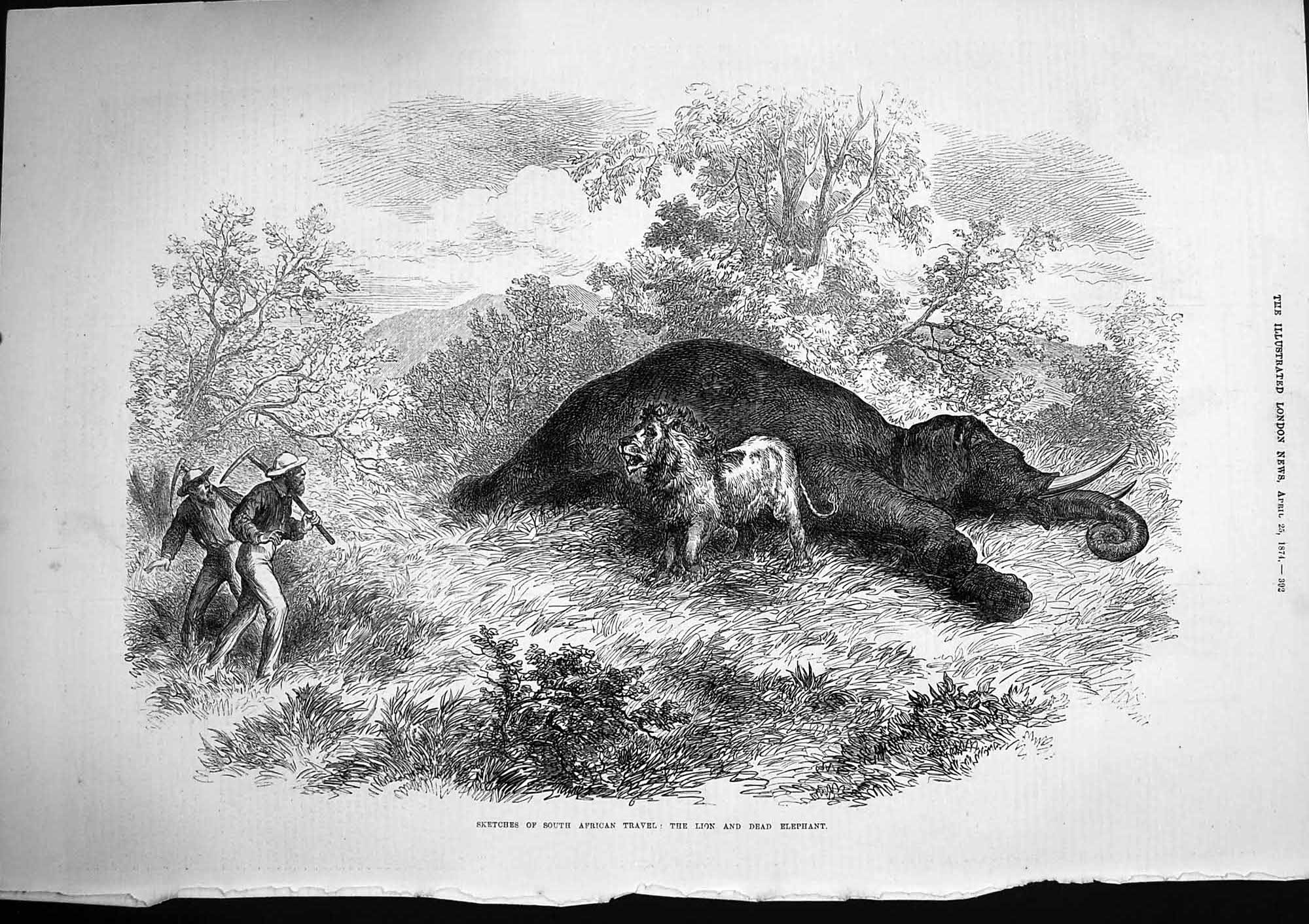 Original Old Antique Print 1874 South Africa Travel Lion Dead Elephant Animals