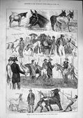 Original Old Antique Print 1874 Mule Donkey Show Crystal Palace Animals 19th