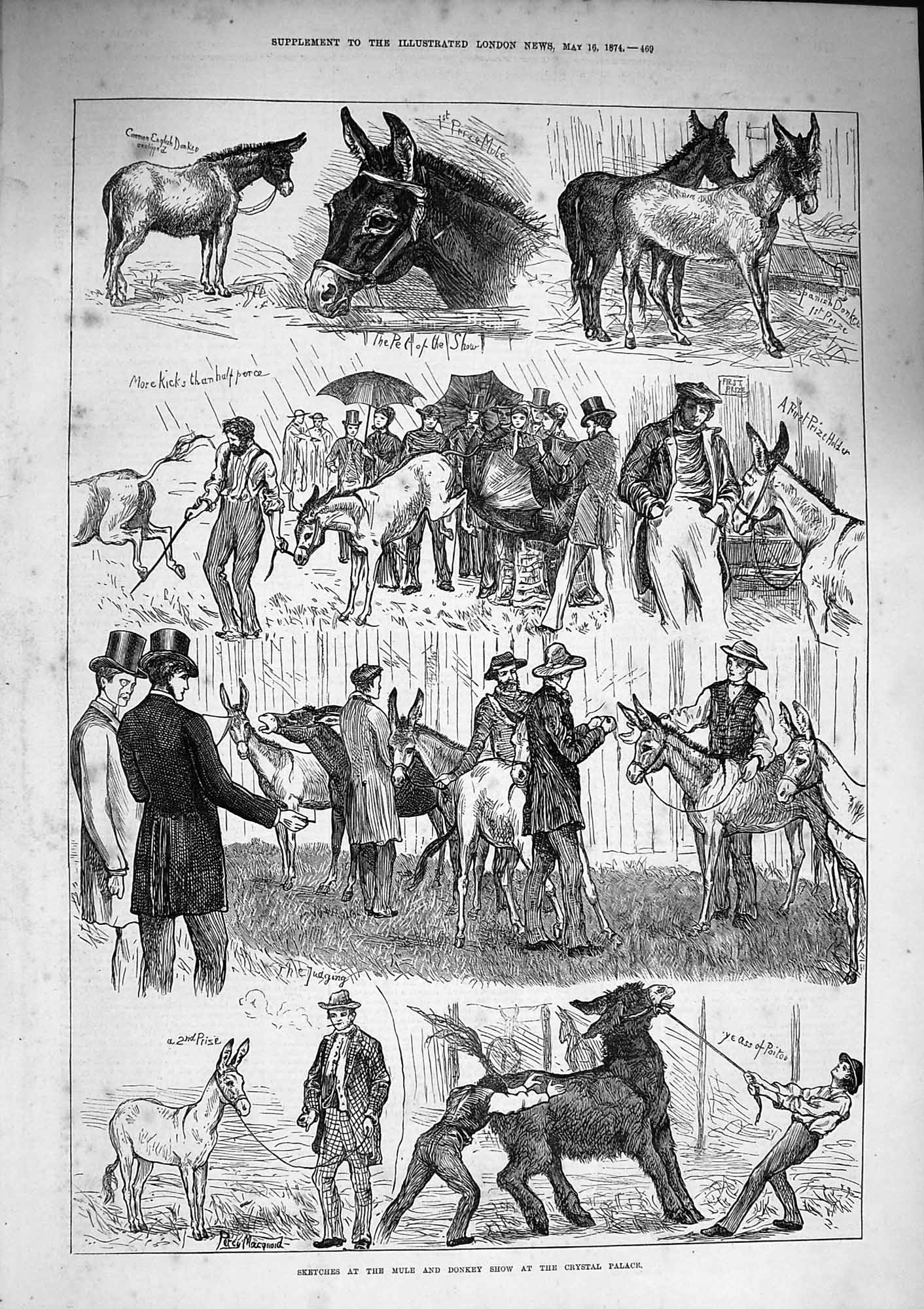 Original Old Antique Print 1874 Mule Donkey Show Crystal Palace Animals 19th