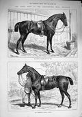 Original Old Antique Print 1874 Horse Show Islington Prince Wales Cob Cashier
