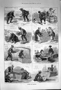 Original Old Antique Print 1874 Japanese Tea Cultivations Leaves Plant Sewi 19th
