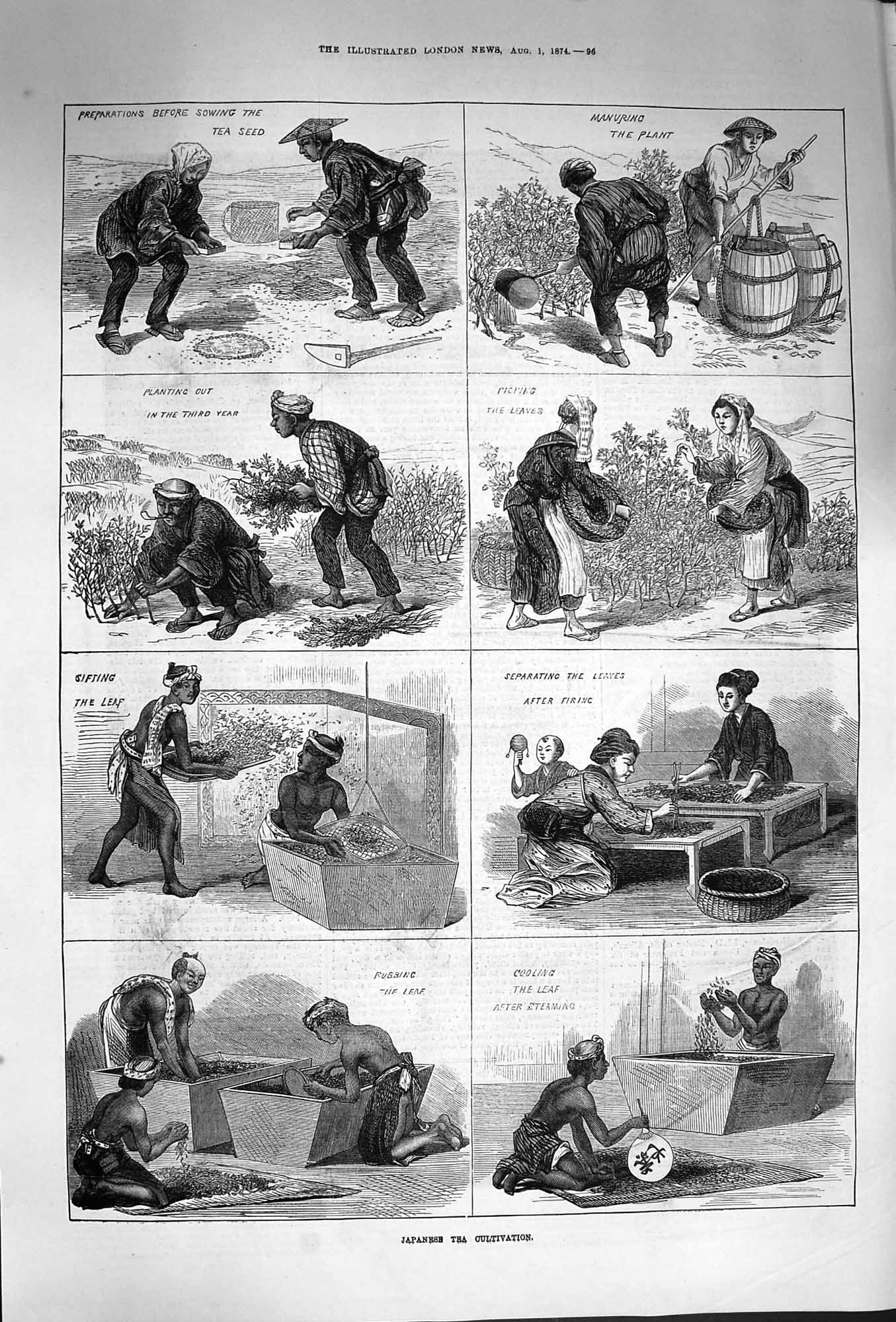 Original Old Antique Print 1874 Japanese Tea Cultivations Leaves Plant Sewi 19th