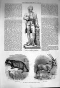 Original Old Antique Print 1874 Statue Priestley Racoon-Like Dog Beisa Antelope