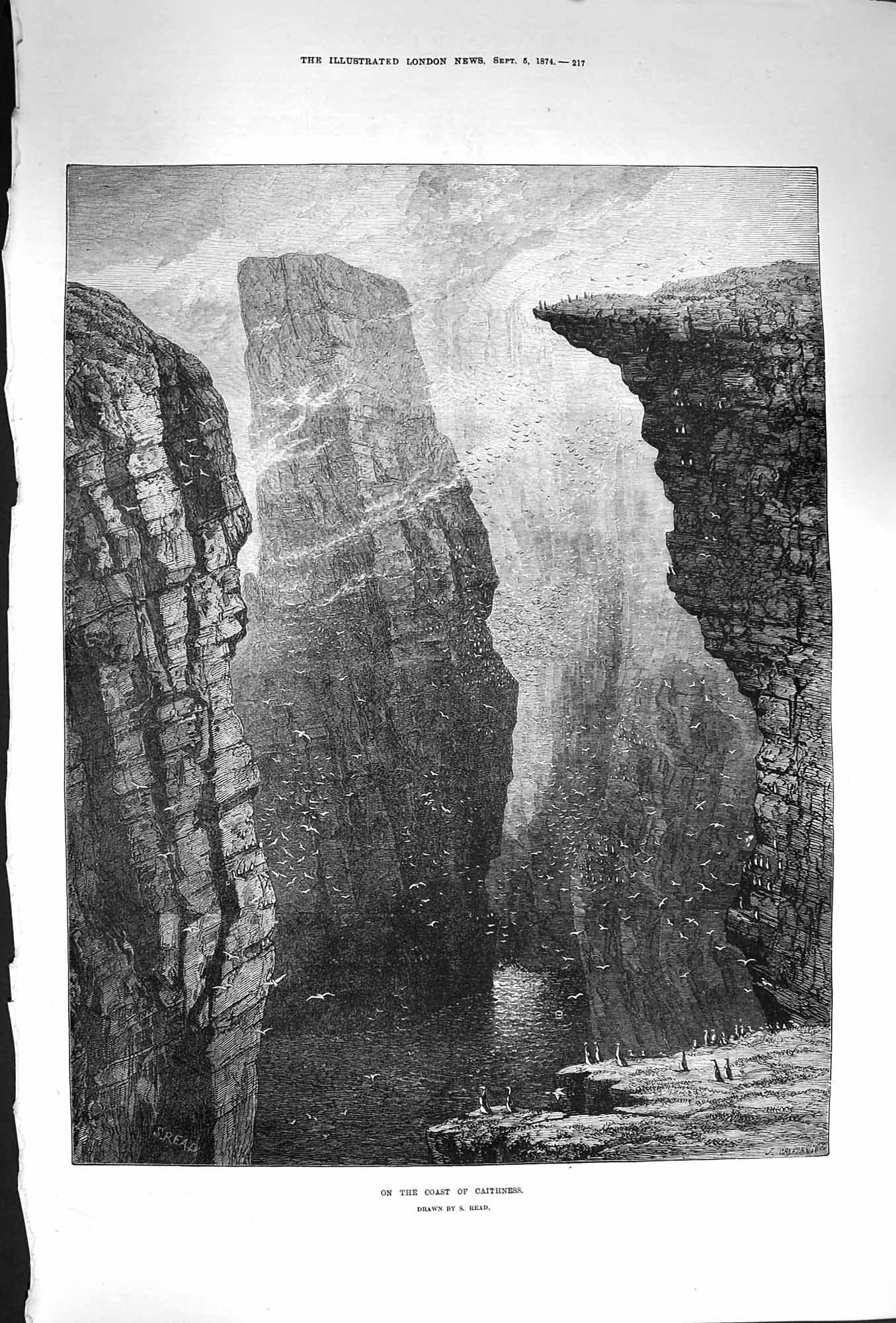 Original Old Antique Print 1874 Scene Coast Caithness Cliffs Stacks Birds F 19th