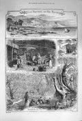 Original Old Antique Print 1874 Olive Harvest Riviera Oil Mill Franca Bor 19th