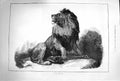 Original Old Antique Print 1874 Maccarte Lion Wild 19th Century