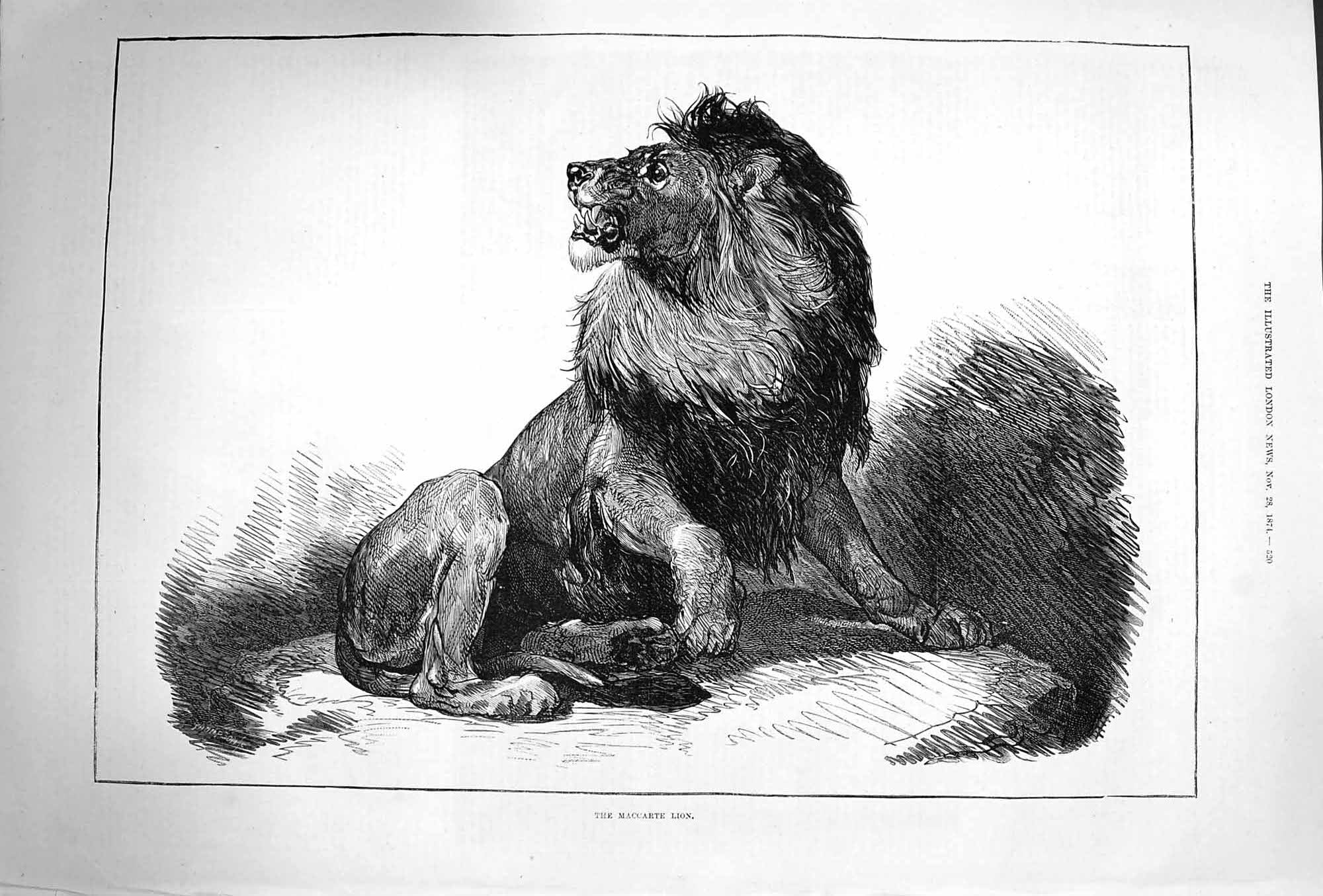 Original Old Antique Print 1874 Maccarte Lion Wild 19th Century